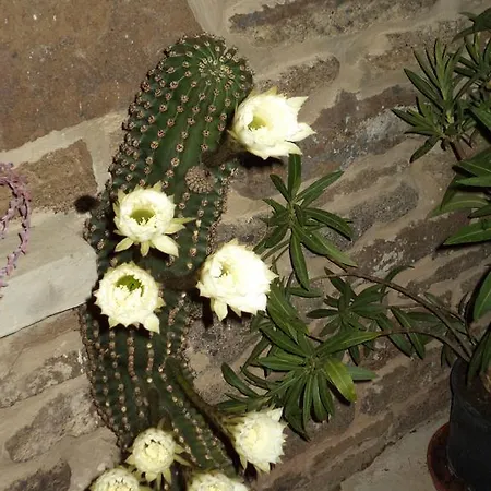 Flora Apartman *