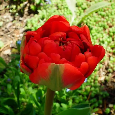 Flora Apartman